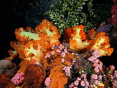 Coral blando, coral taza, esponjas y ascidias.