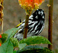 New Holland honeyeater