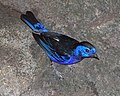 Opal-rumped Tanager