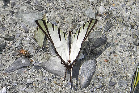 Dorsal view (male)