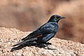 Pale-winged starling