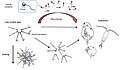 Image 8 Diagram of a mycoloop (fungus loop) Parasitic chytrids can transfer material from large inedible phytoplankton to zooplankton. Chytrids zoospores are excellent food for zooplankton in terms of size (2–5 μm in diameter), shape, nutritional quality (rich in polyunsaturated fatty acids and cholesterols). Large colonies of host phytoplankton may also be fragmented by chytrid infections and become edible to zooplankton. (from Marine fungi)