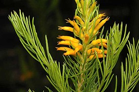 Цветущая Persoonia acerosa (Австралийские национальные ботанические сады, Канберра)