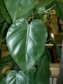 Сердцелистный лист филодендрона плющевидного (Heartleaf philodendron)