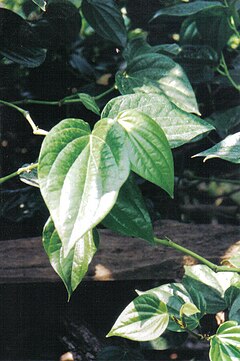 Description de l'image Piper betel's leaf.jpg.