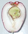 A ripened Syzygium malaccense cut into half, showing the seed.