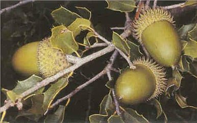 Acorns of Quercus coccifera