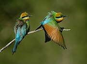 Rainbow bee-eater (Merops ornatus)