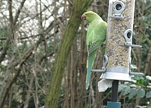 One on a bird feeder in Kensington Gardens, London