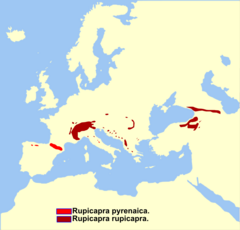 Distribución del género Rupicapra.