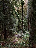 A dense forest with shrubs