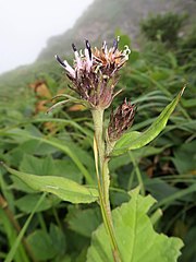 頭花はほぼ無柄で塊状に密につき、柄があっても長さ5-15mmになる。