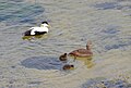 Common eider with ducklings swimming