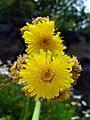 Sonchus bornmuelleri