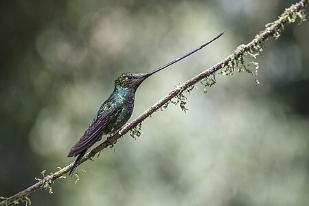 Sword-billed hummingbird, by Charlesjsharp