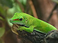 Großer Taggecko (Phelsuma madagascariensis grandis)