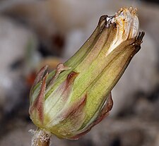 The developing seed head of Taraxacum ceratophorum.