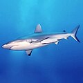 Image 4This grey reef shark demonstrates countershading, with its darker dorsal surface and lighter ventral surface. (from Shark anatomy)