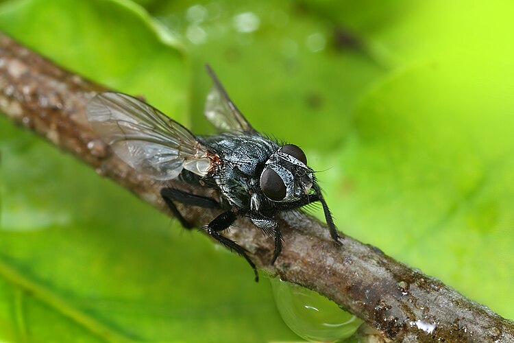 Красноголовая синяя муха (Calliphora vicina)