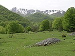 Forest and mountain landscape