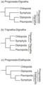 Image 26Some of the various hypotheses of myriapod phylogeny. Morphological studies (trees a and b) support a sister grouping of Diplopoda and Pauropoda, while studies of DNA or amino acid similarities suggest a variety of different relationships, including the relationship of Pauropoda and Symphyla in tree c. (from Myriapoda)