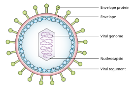 Simplified diagram of the structure of EBV