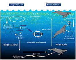 Diagram of the nutrient cycle