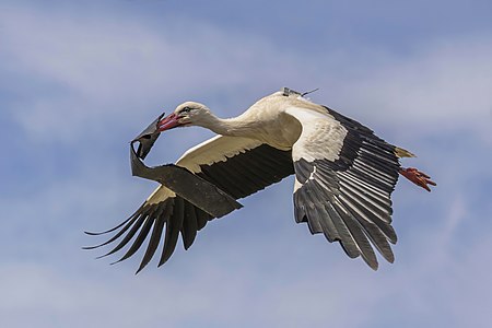 White stork, in flight, by Charlesjsharp