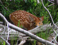 Weißwedelhirsch (Odocoileus virginianus)