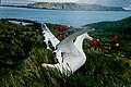 Image 27A wandering albatross (Diomedea exulans) on South Georgia (from Southern Ocean)