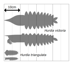 Hurdia フルディア