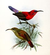 illustration of two sunbirds; the one on top with brownish body, bright red head, throat, and upper back, and purple forehead and tail, and the one on bottom with greenish-brown body washed reddish towards the tail
