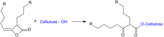 Reaction of alkyl ketene dimer (AKD) with Cellulose