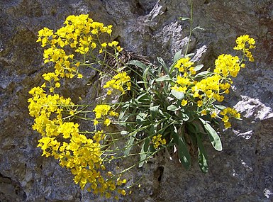 Aurinia leucadea