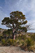 Arbutus xalapensis.