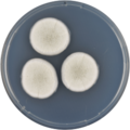 Aspergillus carlsbadensis growing on CYA plate