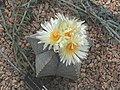 Astrophytum myriostigma