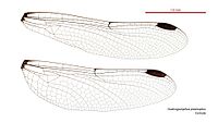 Female wings