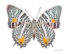 Museum specimen ♂ △ - Ventral side