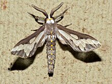 A brown and cream colored moth is pictured