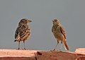 With paddyfield pipit (Anthus rufulus) in Kolkata, West Bengal, India