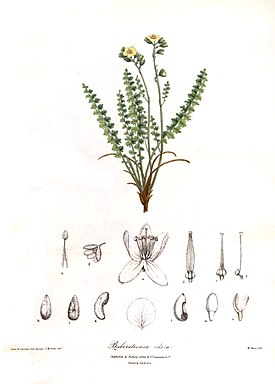 Biebersteinia odora ботаническая иллюстрация из второго тома книги Illustrations of the botany and other branches of the natural history of the Himalayan Mountains