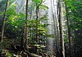 Image 19Old-growth European beech forest in Biogradska Gora National Park, Montenegro (from Old-growth forest)