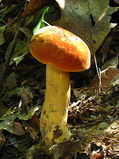 Description de l'image Boletus subluridellus 49713.jpg.