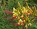 Caesalpinia gilliesii