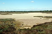 Pré salé de Camargue.