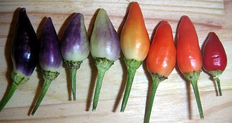 Capsicum annuum