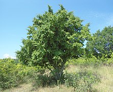 Carpen oriental (Carpinus orientalis)