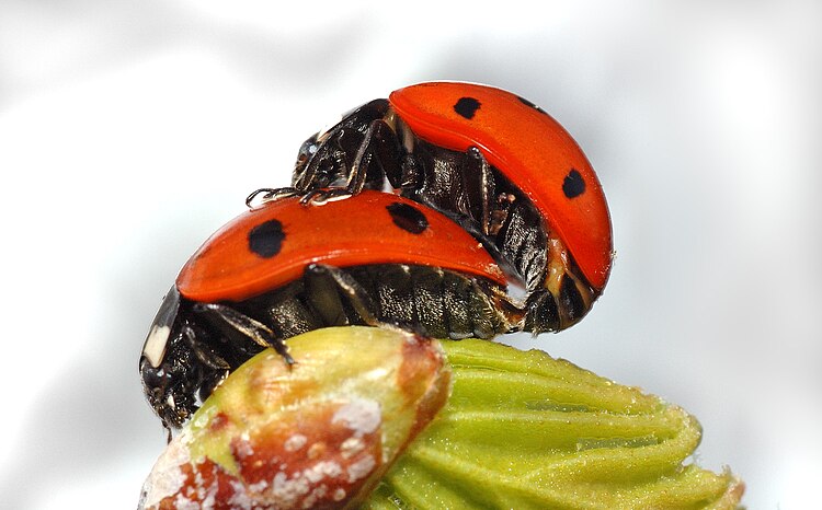 Спаривание семиточечных божьих коровок (Coccinella septempunctata) на листе берёзы (Betula)