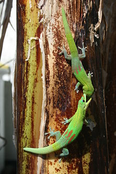 Combat de geckos diurnes à poussière d’or (Phelsuma laticauda) sur un bananier dans le centre-ville de Saint-Denis de La Réunion. (définition réelle 2 592 × 3 888)